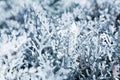 Nature in winter. Frozen plants during snow blizzard.