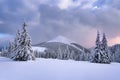 Nature winter scenery. High mountain. Pine trees in the snowdrifts. Lawn covered in snow. Foggy forests. Snowy background.