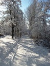 Nature in winter, after snowfall, road in the forest