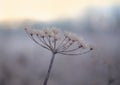 Nature winter time background of cartwheel flower head. Royalty Free Stock Photo