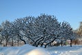 Nature winter Royalty Free Stock Photo