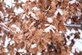 Yellow dead dry leaves of old Oak tree Plantae Quercus covered with snow in the winter season background image selective focus