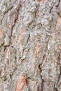 Nature wood bark pattern or texture. Old rough tree brown natural wooden abstract background. Timber material Royalty Free Stock Photo