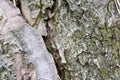 Nature wood bark pattern or texture. Old rough tree brown natural wooden abstract background. Timber material Royalty Free Stock Photo