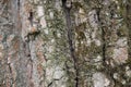 Nature wood bark pattern or texture. Old rough tree brown natural wooden abstract background. Timber material. Textured dry trunk Royalty Free Stock Photo