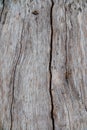 Nature wood bark pattern or texture. Old rough tree brown natural wooden abstract background. Royalty Free Stock Photo