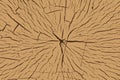 Nature wood pattern, tree cutting, wood texture