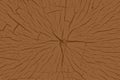 Nature wood pattern, tree cutting, wood texture