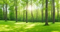 Nature Wood Sunlight Background. Summer Sunny Forest Trees And Green Grass Royalty Free Stock Photo