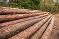 Nature and wood. Tree log in the forest. Stack of chopped wood. Logging timber wood industry. Deforestation environmental problem Royalty Free Stock Photo