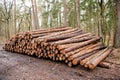 Nature and wood. Tree log in the forest. Stacks of freshly cut wood. Logging timber wood industry. Deforestation environmental Royalty Free Stock Photo
