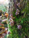 Nature woodland mushrooms