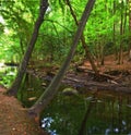 Nature, woods and river in creek with trees, landscape and environment in autumn with green plants. Forest, water and Royalty Free Stock Photo