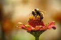 A Bumblebee and an Aphid Show Natures Harmony at Work