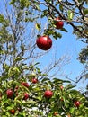 Nature's Apple Tree Wonderland