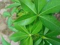 Nature's Detail: A Close-Up of Lush Green Cassava Leaf