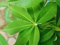 Nature's Detail: A Close-Up of Lush Green Cassava Leaf