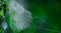 Intricate Patterns: Spider Web Amidst the Grass