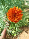 Nature& x27;s most beautiful marigold flower