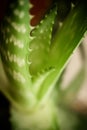 Nature's skincare secret. The aloe vera plant, a botanical treasure, offers a natural and effective solution for