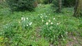 Nature Summer Meadows Flowers Grass Trees