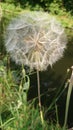 Nature's Wild Flowers Closeups. Life Planet