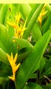 Nature of yellow color flowers