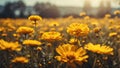 Nature yellow flower field blur background plant calendula autumn colors beautiful