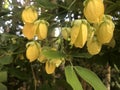 Nature yellow flower field yellow plants autumn colors beautify the garden.