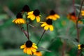 Nature yellow flowers - macrophotography