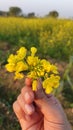 Nature yellow follwers field