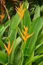 The Nature of Yellow Heliconia Flowers