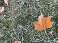 Yellow leave on the grass with frost Royalty Free Stock Photo