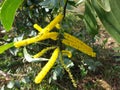 Nature Yellow Wool wild Flower of Sri Lanka Royalty Free Stock Photo