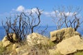 Nature in Zakynthos island in Grece Royalty Free Stock Photo