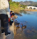 Nature Zhuhai Xiangshan Park Garden Animals Fish Ponds Baby Swan Lake Black Swans Swimming Family Recreation Activity Outdoor