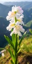 Naturecore: A Graceful Flower Blooms In The Chinese Mountain Field