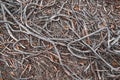 Naturel atmospheric background of juniper roots high in mountains Royalty Free Stock Photo