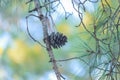 Forest trees,cone ,network, leaves Royalty Free Stock Photo