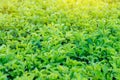 Naturel fresh gree leaves in the garden with sumbeam, green leave tree background. selective focus Royalty Free Stock Photo