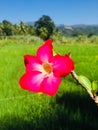 Naturel good flower in sri lanka Royalty Free Stock Photo