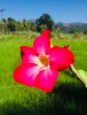 Naturel good flower in sri lanka Royalty Free Stock Photo