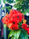 Naturel good flower in sri lanka Royalty Free Stock Photo