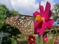 Naturel lifestyle butterfly flower frendship