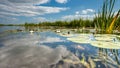 Naturel Lotus flower Ellisiana or Tubtim Siam Water Lily on a sunny reflective water canal Royalty Free Stock Photo