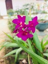 Naturel okid flower in sri lanka Royalty Free Stock Photo