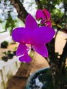 This is image nature orchid flower in Sri Lanka. Royalty Free Stock Photo