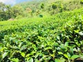 Naturel tea land of sri lanka Royalty Free Stock Photo
