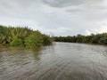 NatureNature river mangrove forest