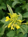 Natureral.flower image musturd Royalty Free Stock Photo
